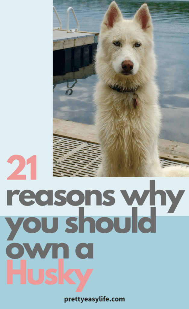 21 reasons why you should own a husky