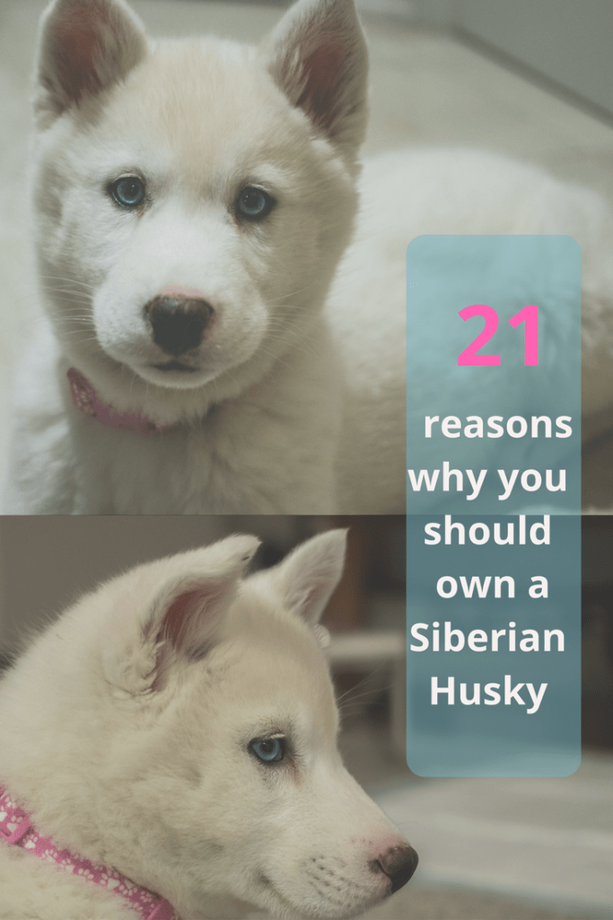  21 reasons why you should own a Siberian Husky