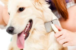 how to keep your home clean with pets