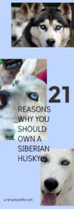 Siberian Husky - 21 reasons you should own one