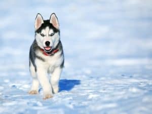 21 reasons why you should own a husky