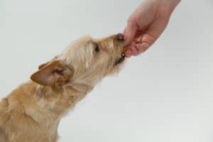 Healthy homemade food for dogs
