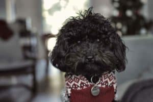 how much you love your dog