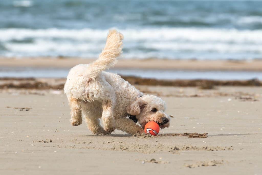 10 ways to give your dog the love that he gives you