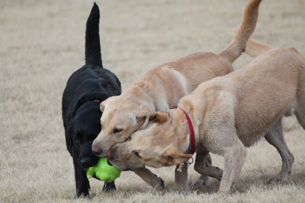 10 ways to give your dog the love that he gives you