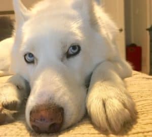 10 ways to give your dog the love that he gives you