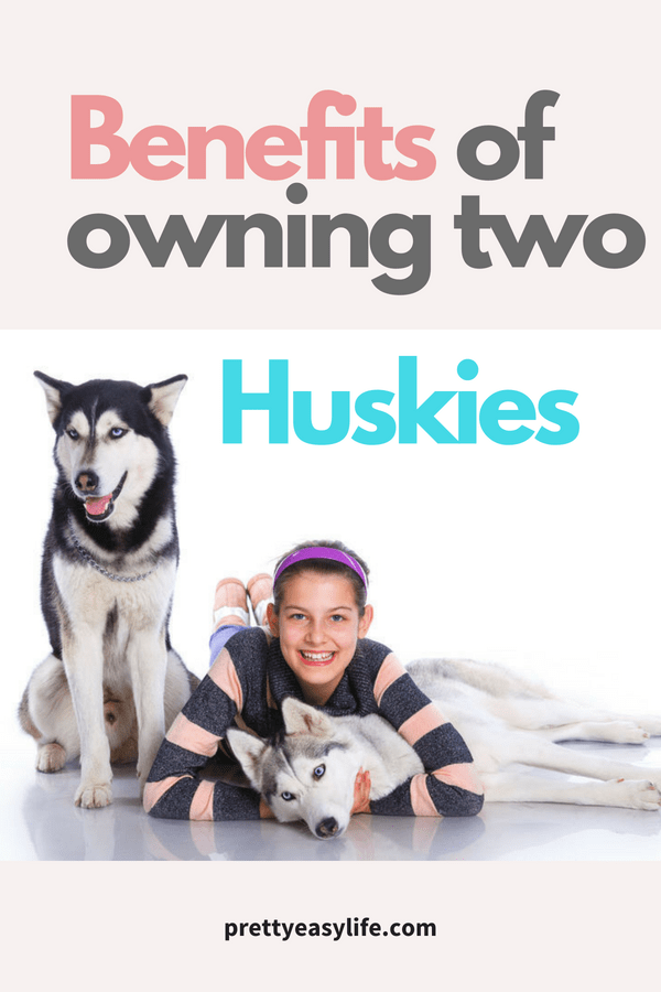 Benefits of owning two Huskies