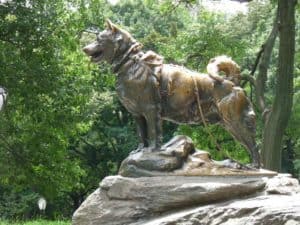 Best food for Huskies