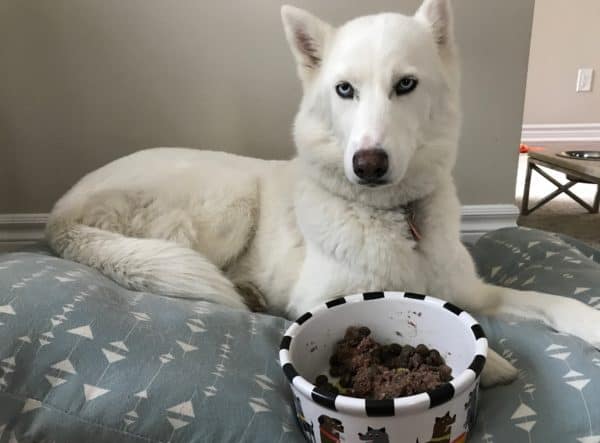 Husky diet tips