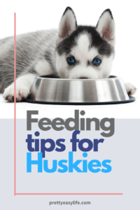 feeding tips for huskies