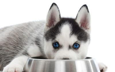 Which is the best food for Huskies