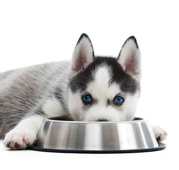 how much food should i feed my husky