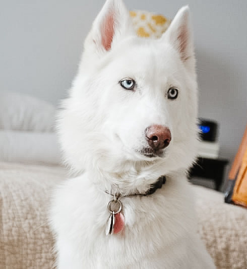 How to Make your House Husky/dog-friendly