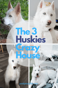 The 3 huskies crazy house