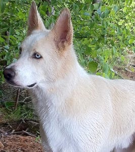 The 3 Huskies Crazy House