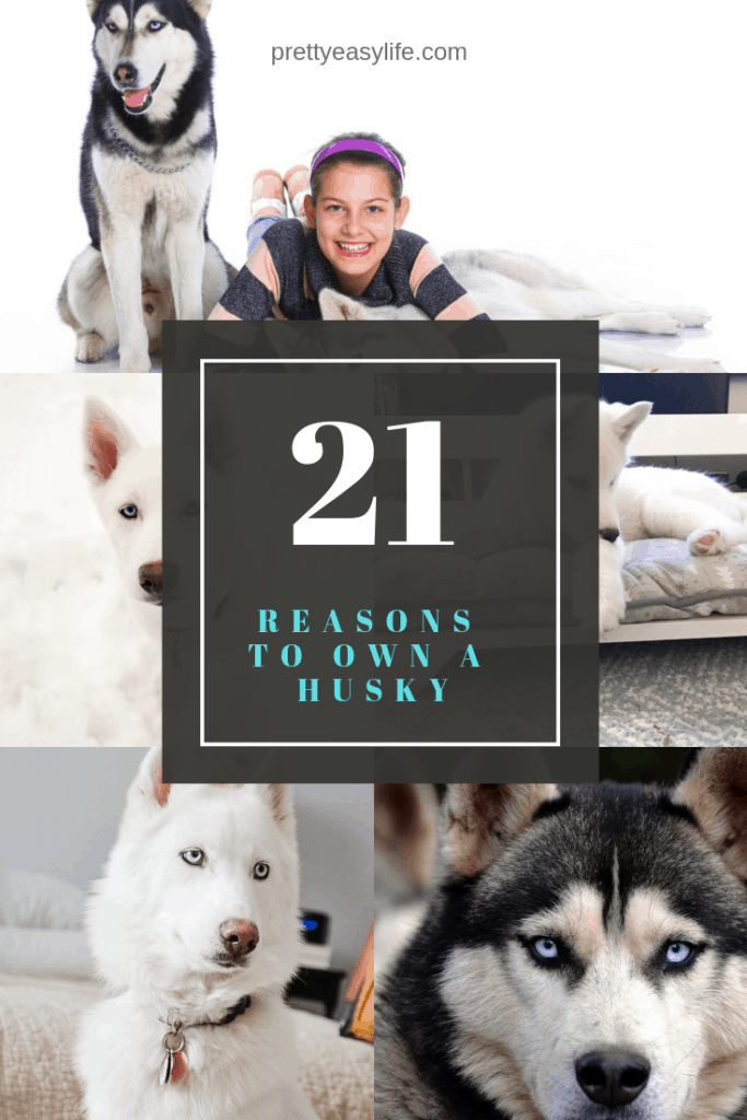 21 reasons why you will love owning a Husky