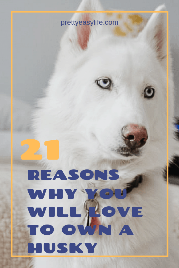 21 reasons why you will love to own a husky