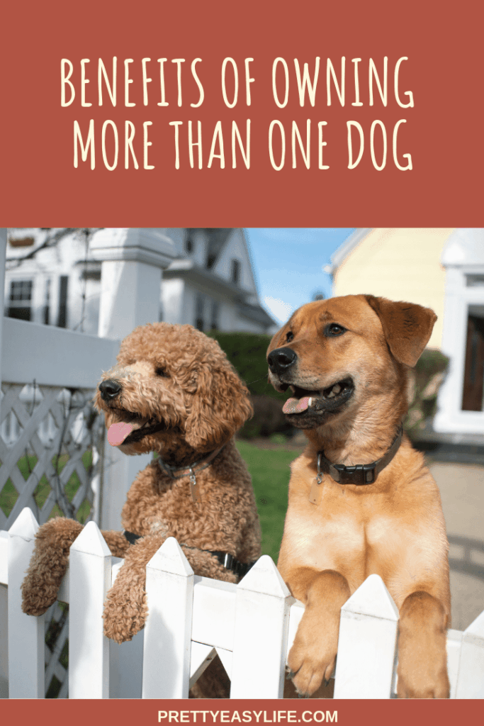 Benefits of owning two dogs