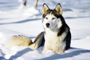 Husky facts will you love