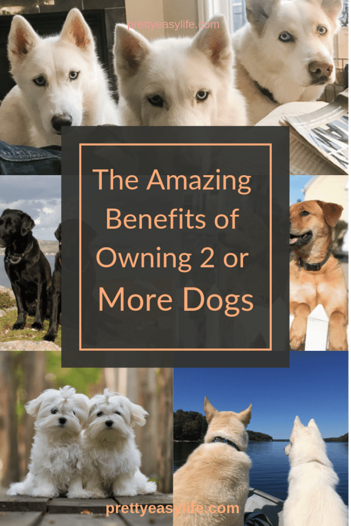 Learn how amazing is to own 2 or more dogs