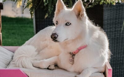 Must know Facts for People Planning to own a Husky